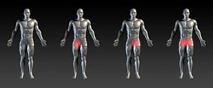 Adductor muscles